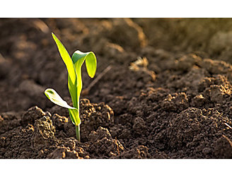 Image of young corn in soil. 