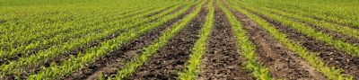 Image of young early season corn field