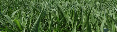 corn field