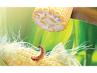 Corn with insect and hammer