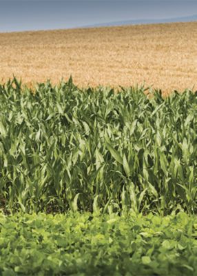 Corn and wheat crops