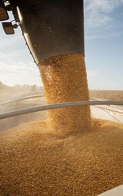 IMG_Corn_Harvest_251_400