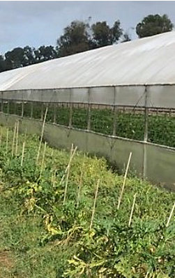 greenhouse crop rows