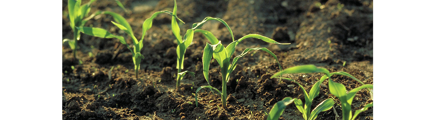 Brevant Saatgut Hybride Mais Maissaatgut