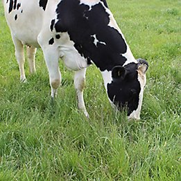 dairy cow grazing