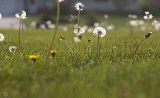 Dandelions