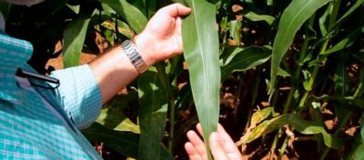 Homem mostrando folha de milho