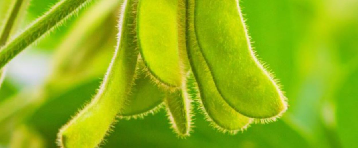 Stems of young green soybean plants 