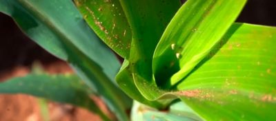 Enfezamentos e Viroses em milho