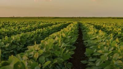 Soybean field