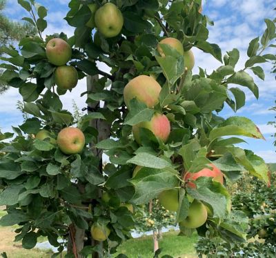 IMG_Entrust_treated_Honeycrisp_Kahala_Farms