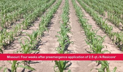 Resicore® Corn Herbicide | Corteva Agriscience™
