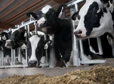 Dairy cows eating silage