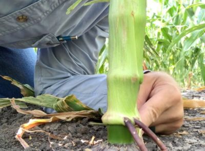 What Are Brace Roots?