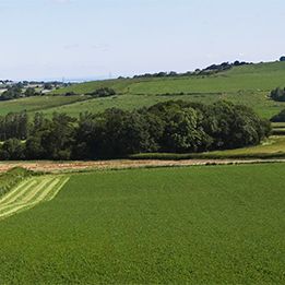 Silage field