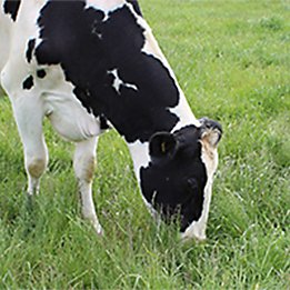 Dairy cow grazing