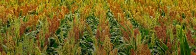 Cultivo de sorgo