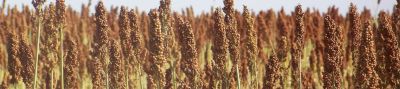 Cultivo de sorgo