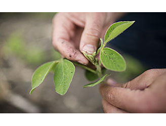 Hand holding a soybean seedling.