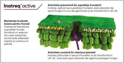 Inatreq Active Technology Graphic