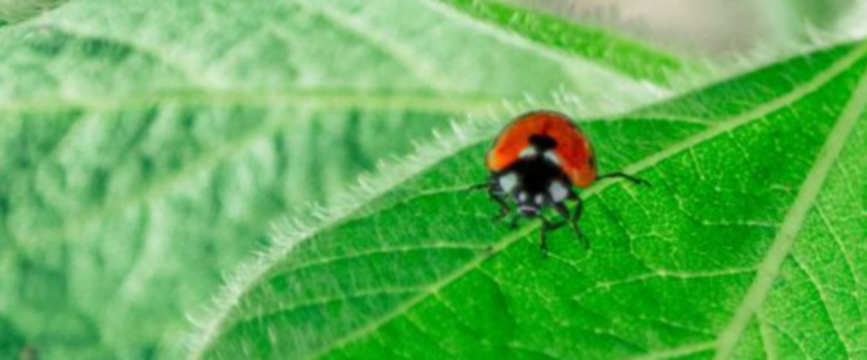 ladybug sitting on a soybean leaf