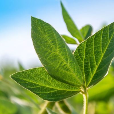  soybean plant close-up