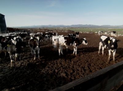 Stories From The Zone: Kasper Dairy