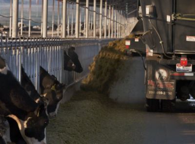 Feeding dairy cows silage
