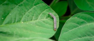 Lagartas polífagas que atacam a cultura da soja