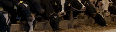 Diary cows eating silage in barn