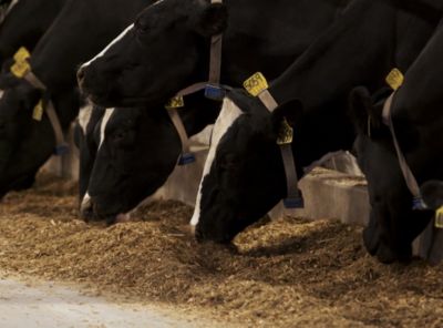 Stories From The Zone: Lawnel Farms