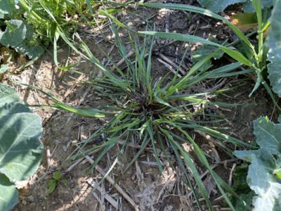 infestazione da loietto