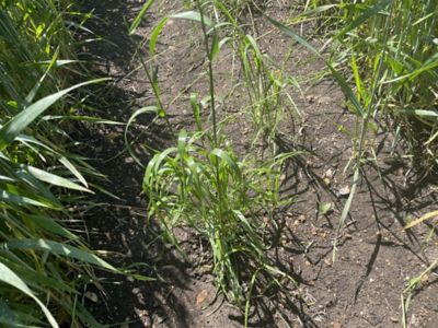 infestazione da loietto