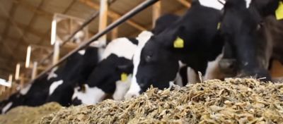 Vacas leiteiras se alimentando com silagem