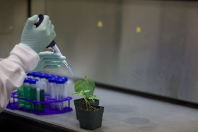 hand in lab checking a plant
