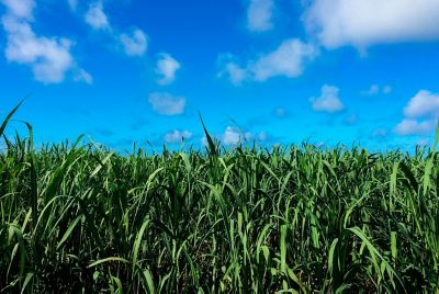 ArtigoBlog-Topo-CanaDezembro23