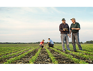 People working in field, emerging crop.