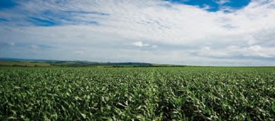 Plantação de milho