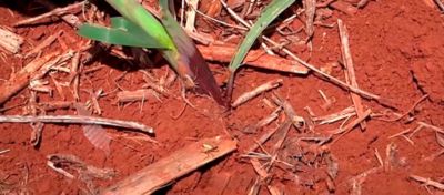 Monitoramento e controle de percevejo-barriga-verde