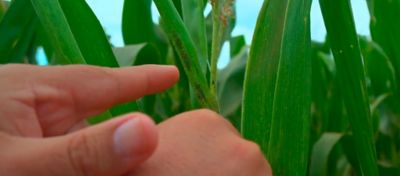 Pulgão na cultura do milho