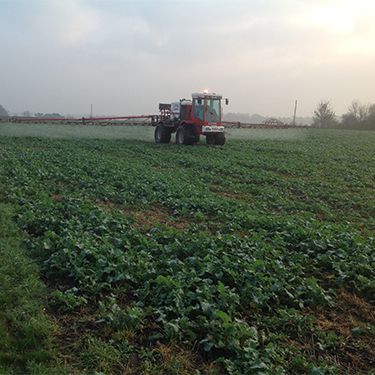 autumn herbicide oilseed rape