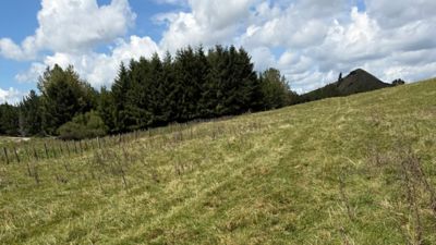 browned off thistles