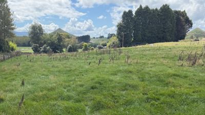 Road side paddock brown stems