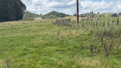 browned off thistles along fenceline with some still alive.