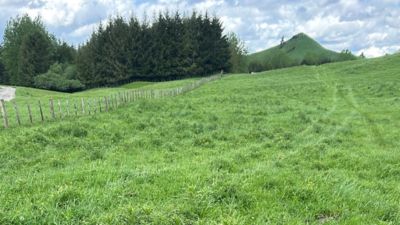 Paddock of thistles