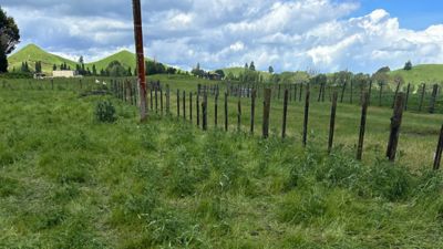 Thistles along fenceline