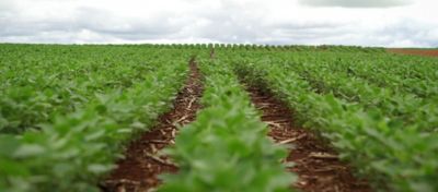 Lavoura de soja com horizonte ao fundo