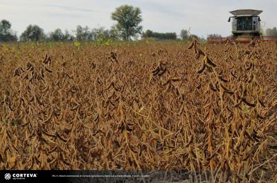 Foto della varietà di soia Pioneer P005A74