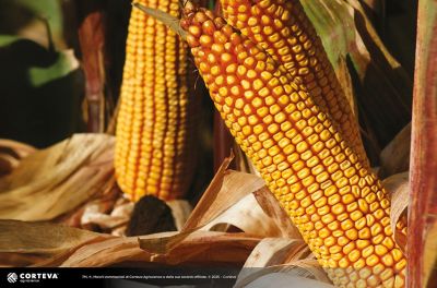 Foto dell'ibrido di mais Pioneer P0729