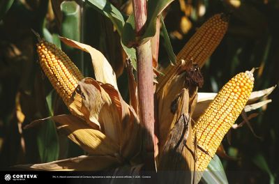 Foto dell'ibrido di mais Pioneer P0900